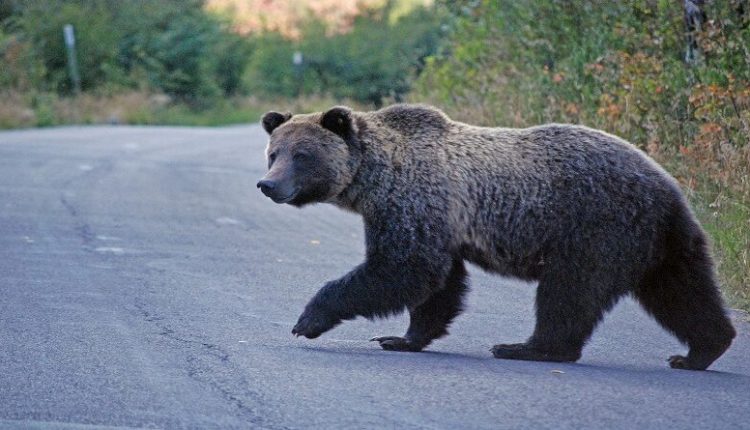 Problemet me kafshët e egra, kryesisht arinjtë, janë problem i madh me të cilin përballen banorët e Mavrovë Rostushës