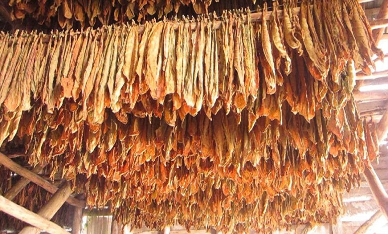 Përfundoi blerja e duhanit, nga 15 janari do të diskutohet për çmimet e korrjes së re