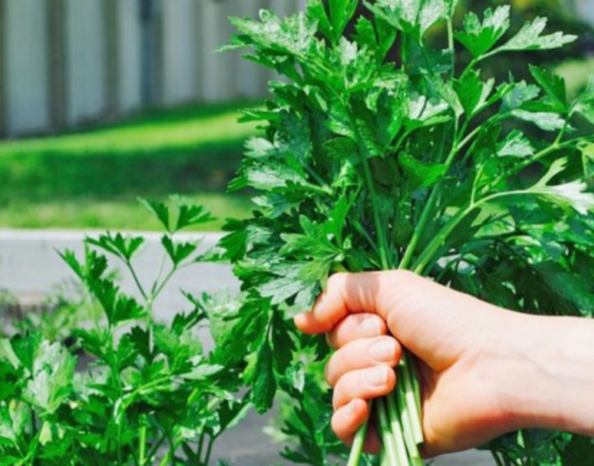 Majdanozi, vlerat e rralla për veshka të shëndetshme