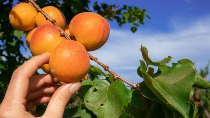 substanca-e-embel-qe-ju-duhet-per-te-rregulluar-tretjen-problematike