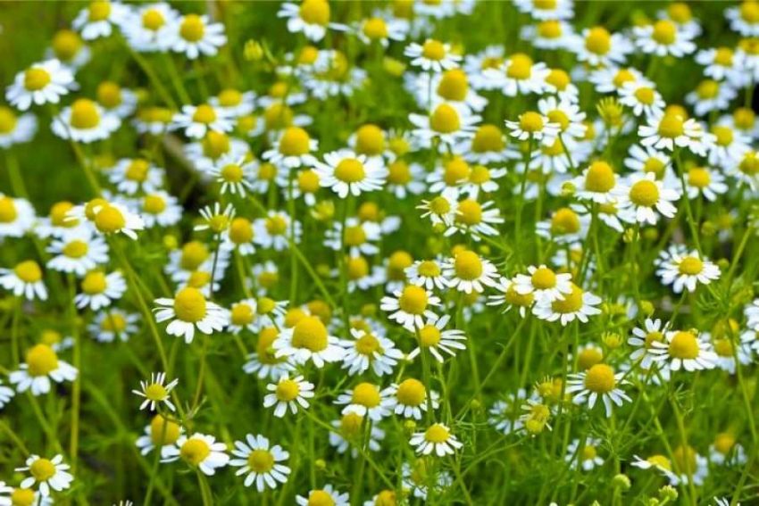 kamomil-qumesht-dhe-kanelle-per-embelsim-dhe-sherim-te-trupit