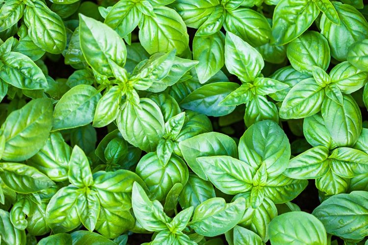 Borziloku kundër fryerjes së stomakut dhe dhimbjes së muskujve