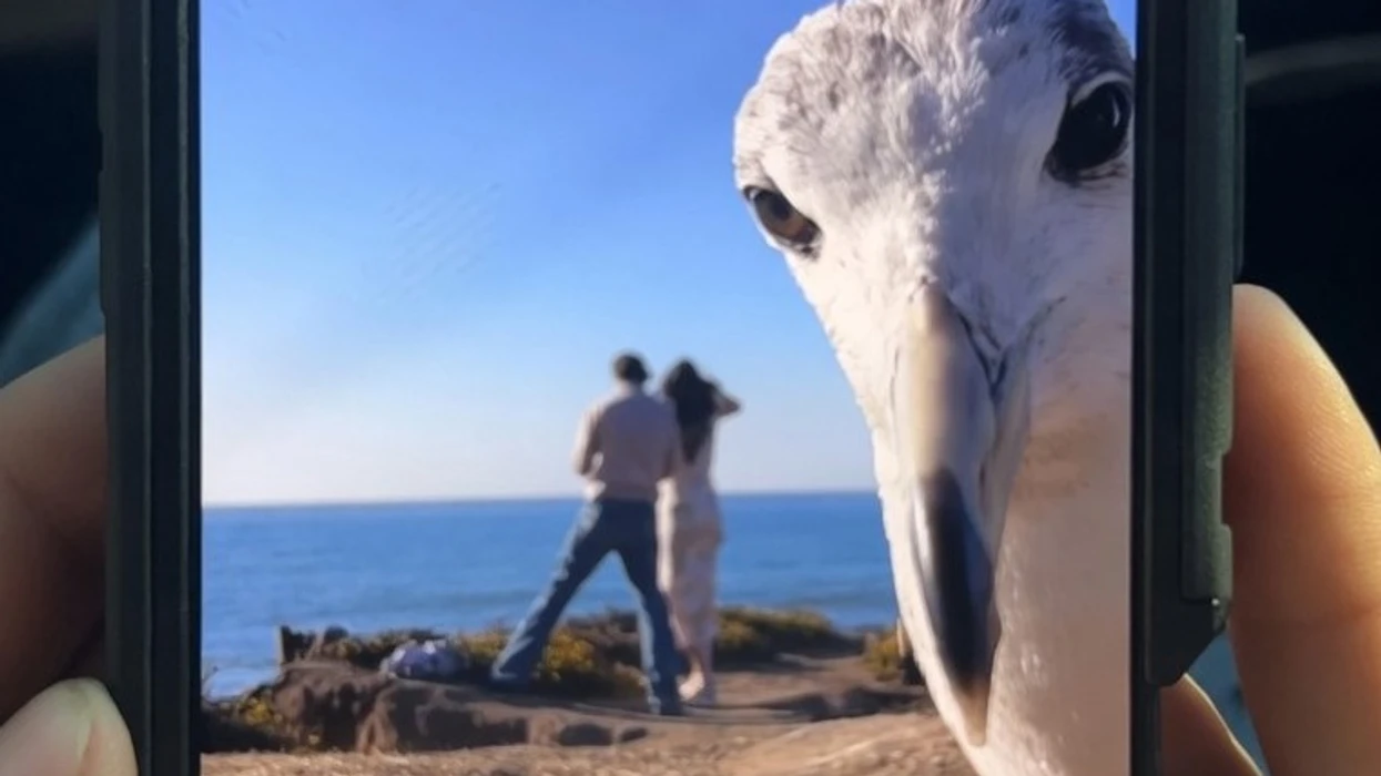 nje-propozim-per-martese-nderpritet-nga-nje-pulebardhe-qe-behet-virale-ne-internet