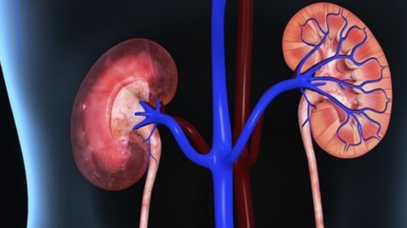 Ushqimet që dëmtojnë veshkat pa që e dini – lista e zezë e dietës
