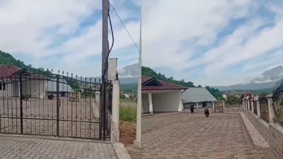 Tre arinj futen në oborrin e një shtëpie në Prizren, u vërsulen disa banorëve që i incizonin