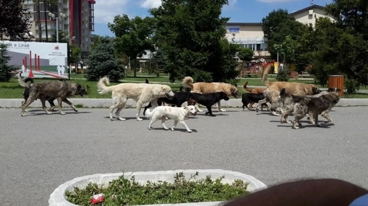 Shkupi do ta zgjidhë problemin me qentë endacakë për dy vjet