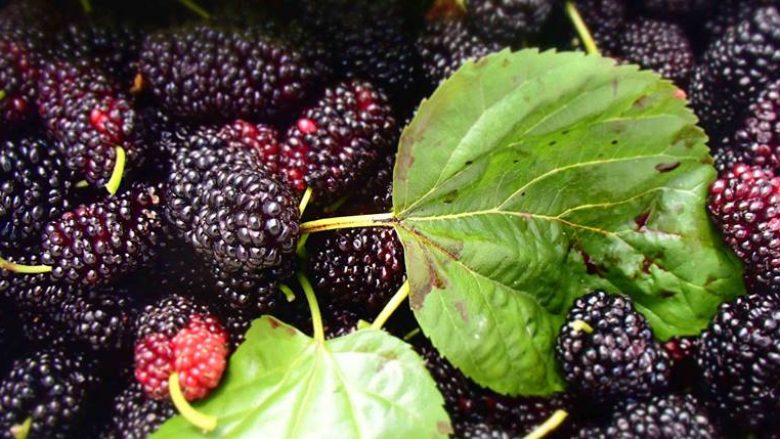caji-nga-fletet-e-manit-kunder-diabetit