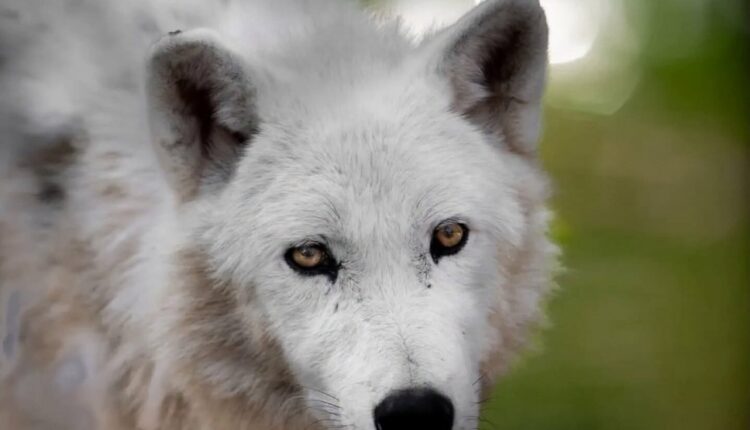 Skandal në Kopshtin Zoologjik të Shkupit  Ujqërit e bardhë arratisen nga kafazi  mbysin katër kengurë dhe disa shpend të tjerë