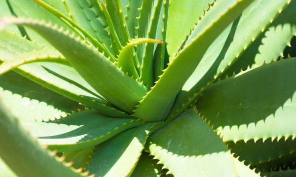 Arsyet pse duhet të mbani aloe vera në shtëpi