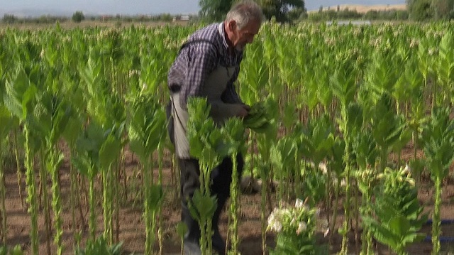 Përfundon vjelja e duhanit, pritet të nisë sezoni i blerjes