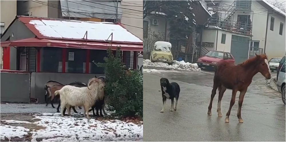 Kuajt dhe dhitë pushtojnë rrugët e Manastirit, kryetari i komunës pranon se nuk po arrin ta zgjidhë problemin