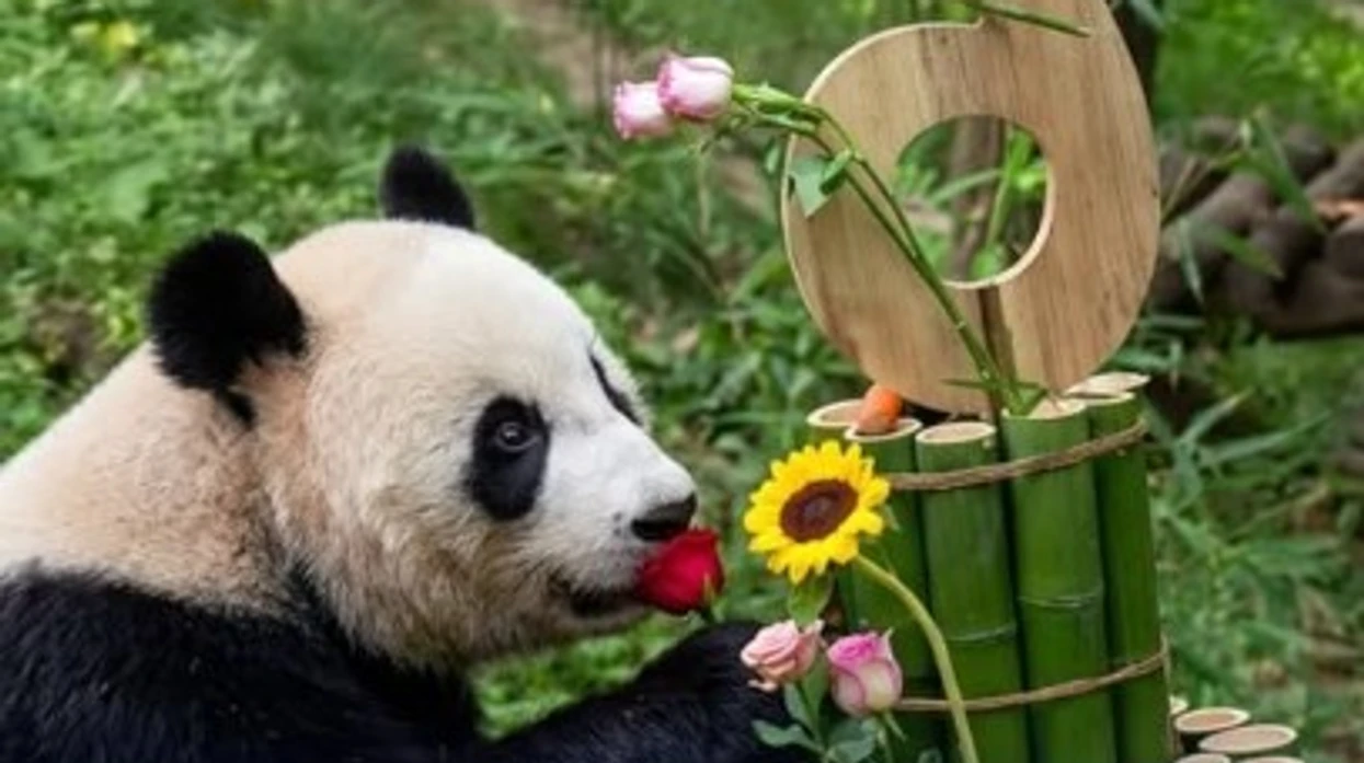 panda-gjigante-feston-ditelindjen-e-gjashte-me-nje-torte-prej-bambuje