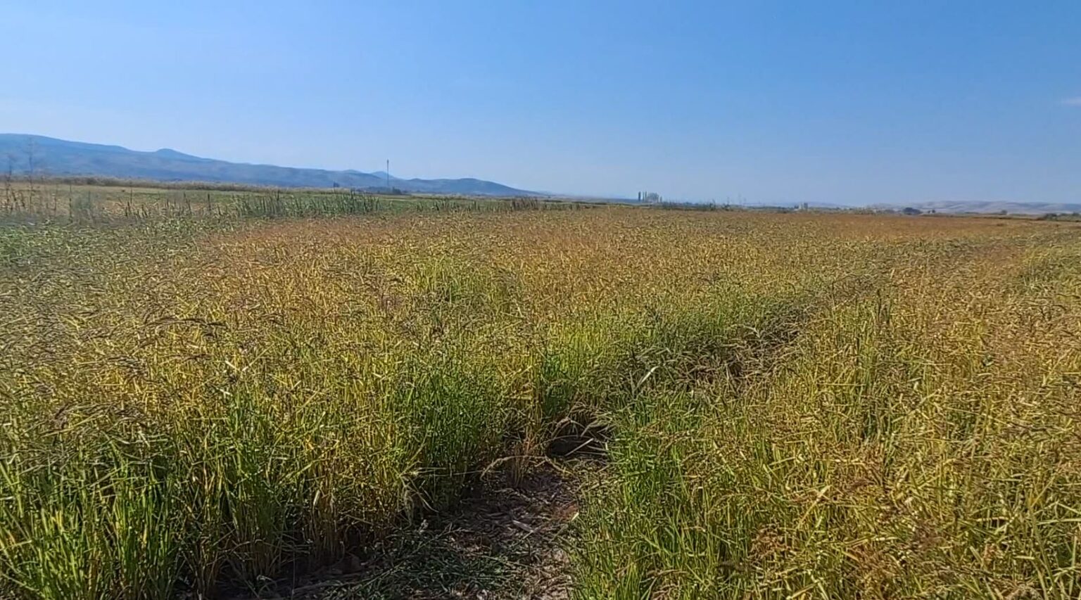 Vetëm gjysma e orizit është korrur në Koçan, fermerët të pakënaqur me rendimentin dhe çmimin