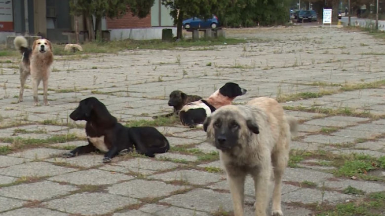 “Lajka” : Gjatë muajit shtator në Shkup u kapën 172 qen endacakë, 124 u kastruan dhe sterilizuan